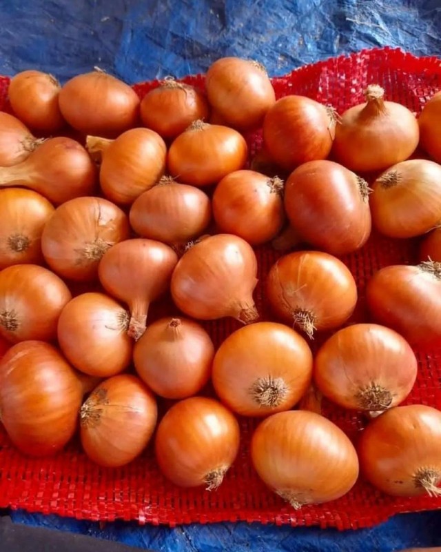 fresh gold onion from Egypt